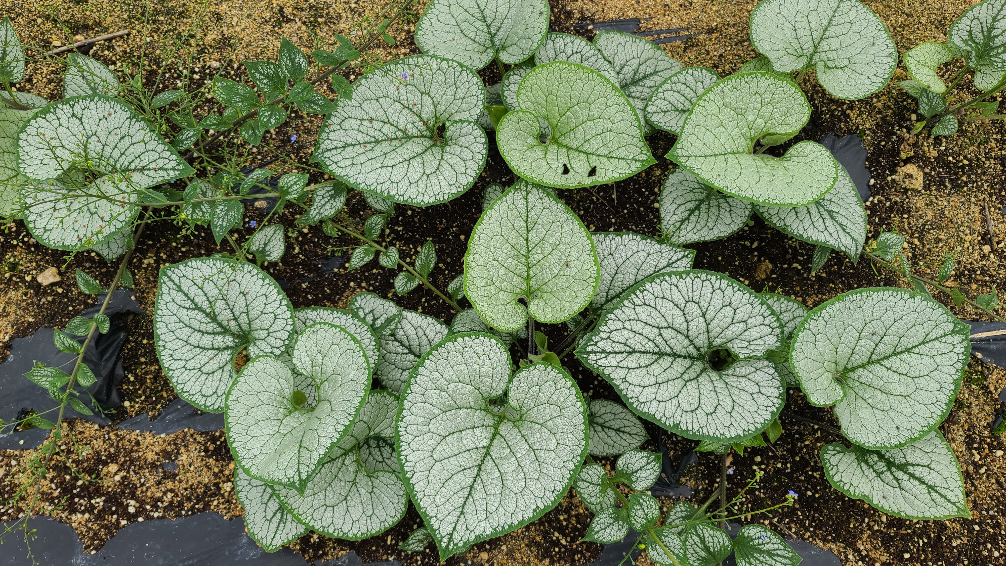 Brunnera macrophylla 'Sea Heart'